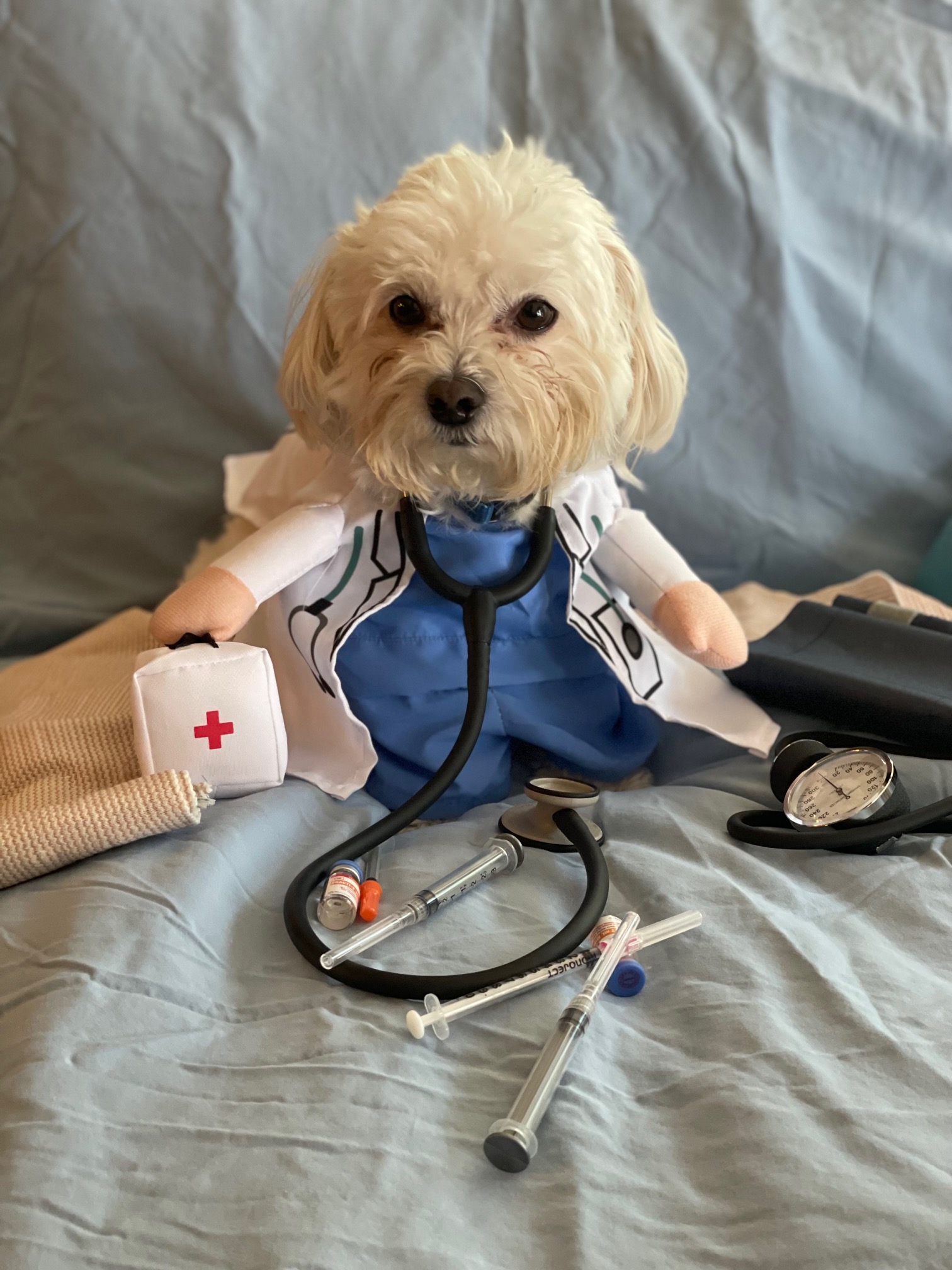 8th Annual SAEC Employee Pet Halloween Costume Contest in Amarillo, TX