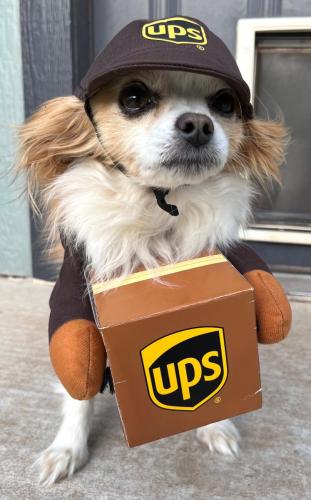 Honorable-Mention-Tito-as-a-delivery-doggie